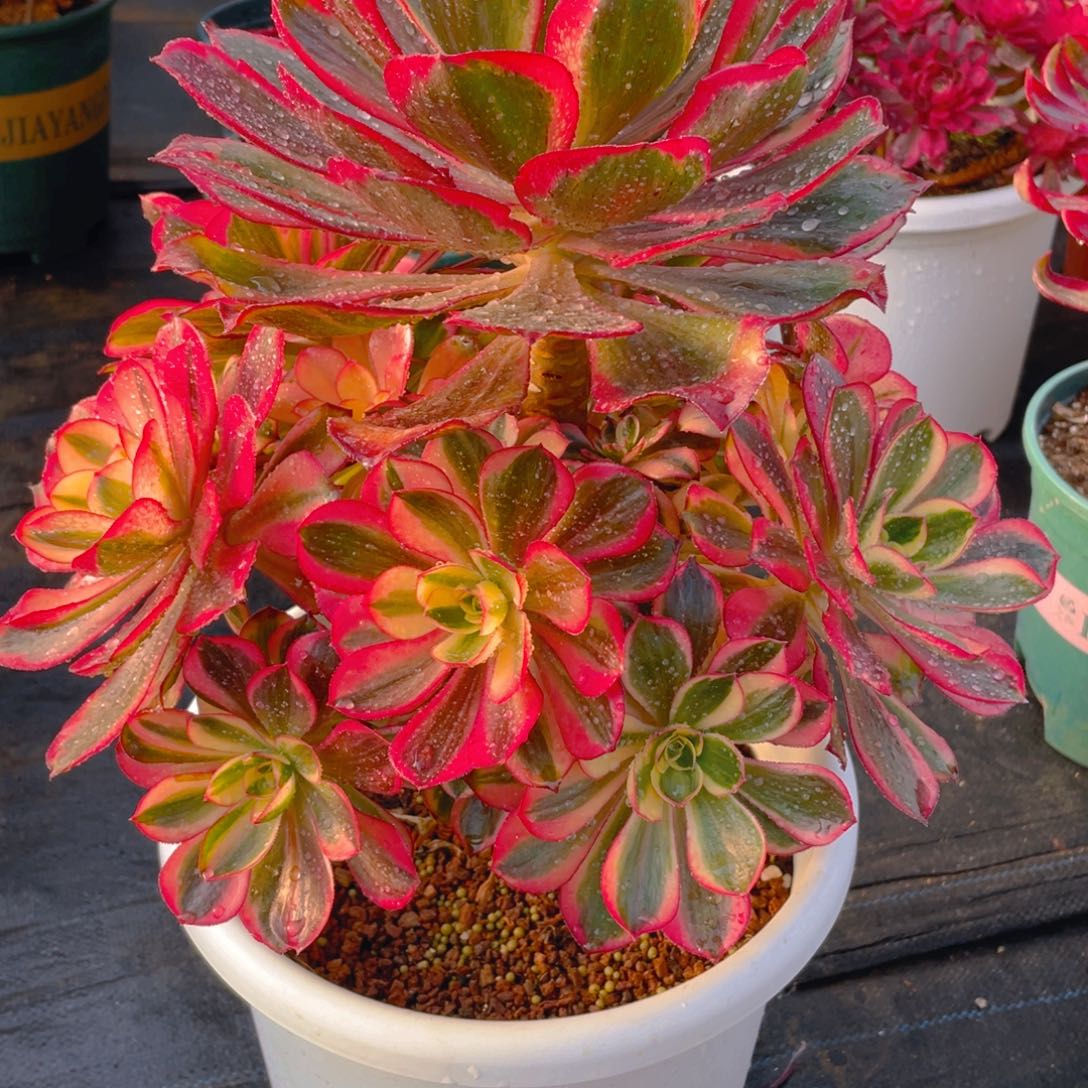 紫砂茶杯人**茶0777反反复复方法