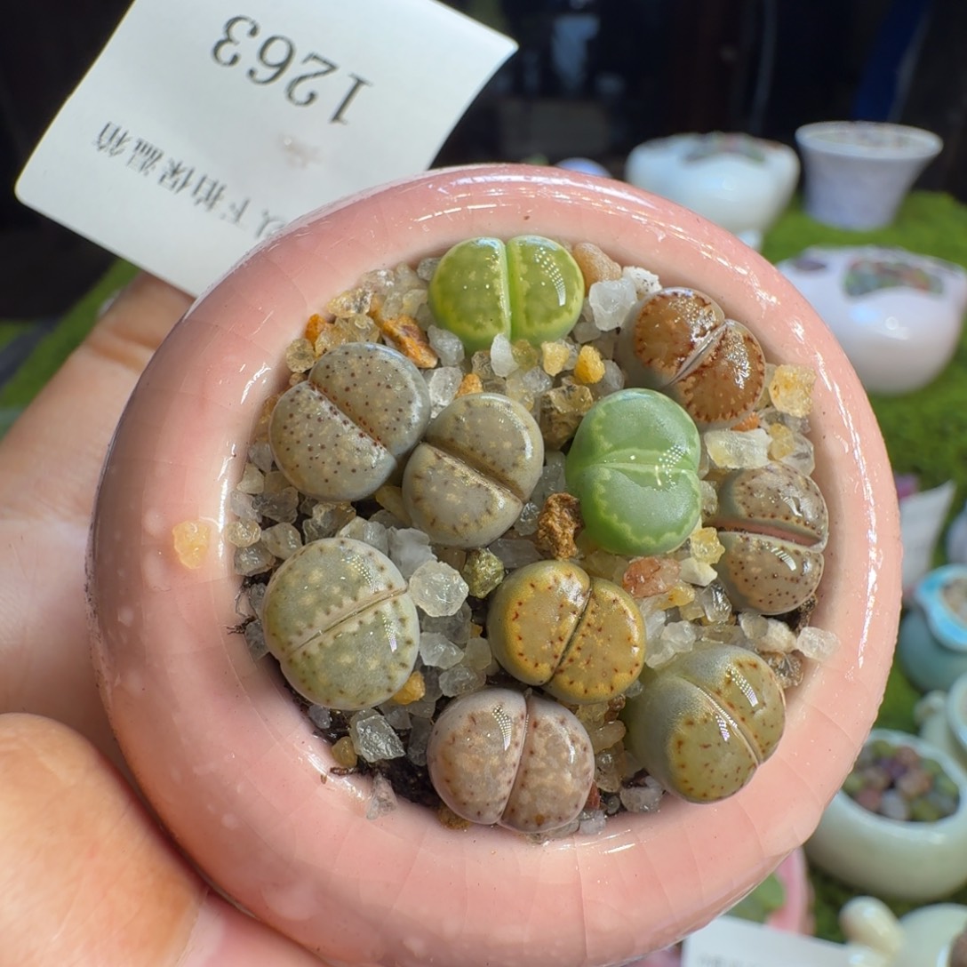 小***米多肉植物开播福利1263