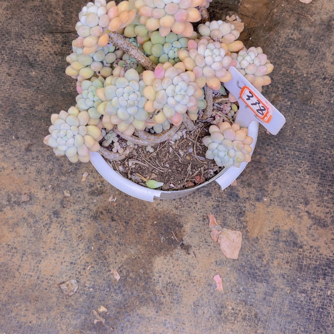 冰*式洛可可338多肉植物