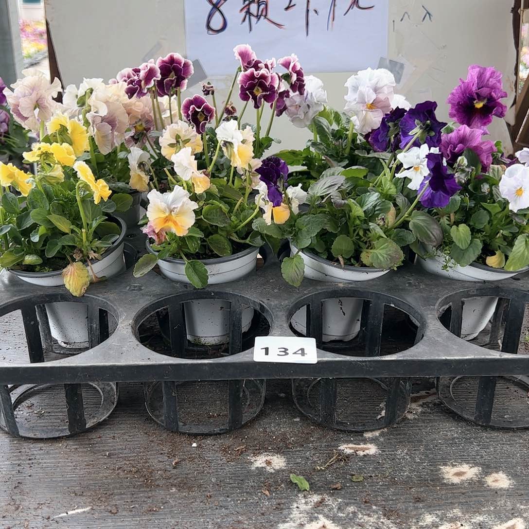 【闪购商品】134号