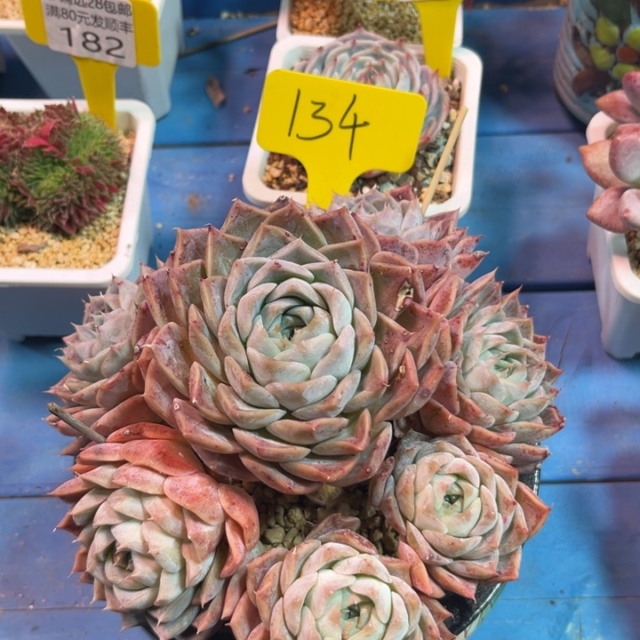 大134。从xvbbbnnnnn