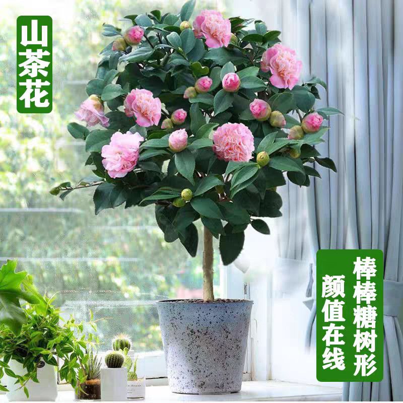 香妃茶花带花苞树苗盆栽花期长浓香型室内外好养绿植
