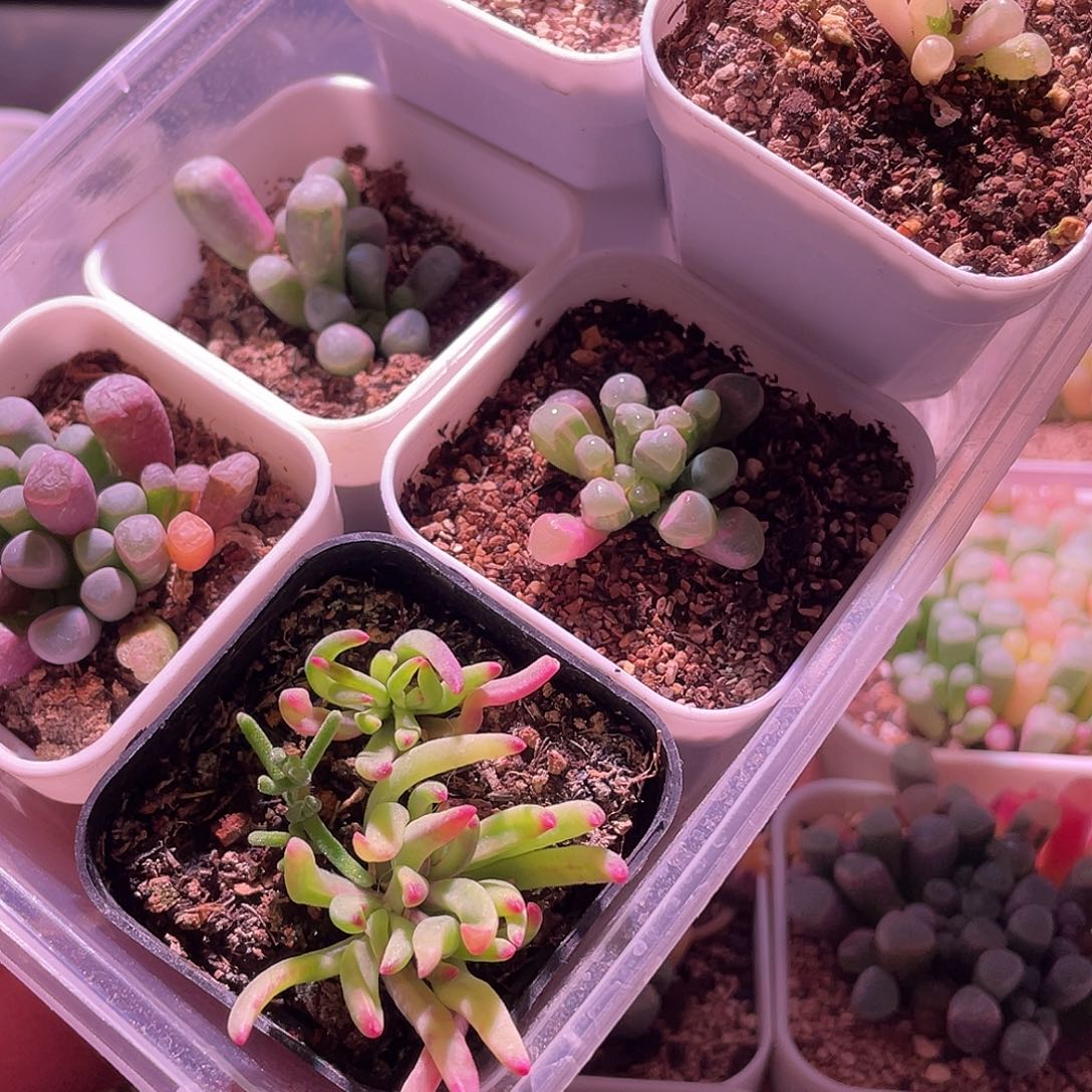 五十玲玉锦特价包邮