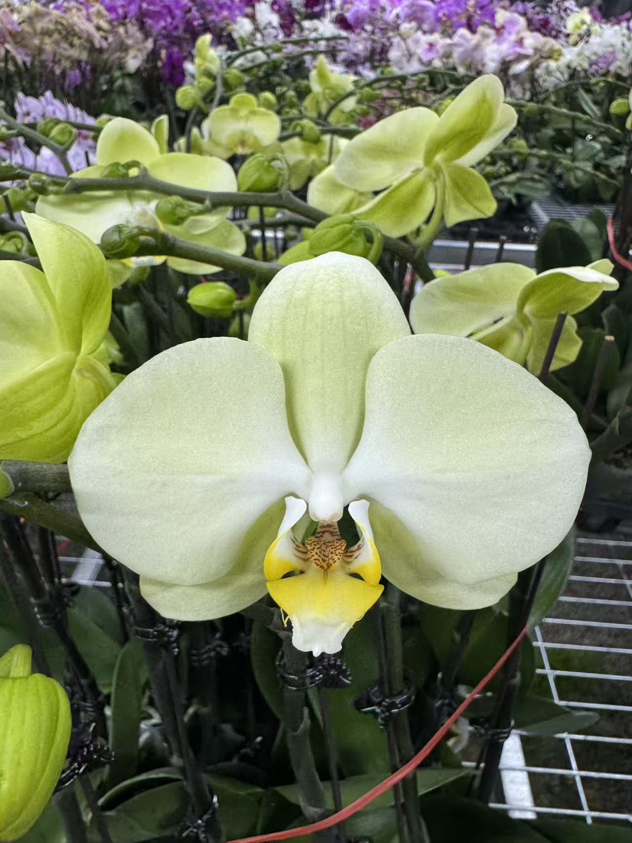 花之恋【芳美1536】蝴蝶兰鲜花