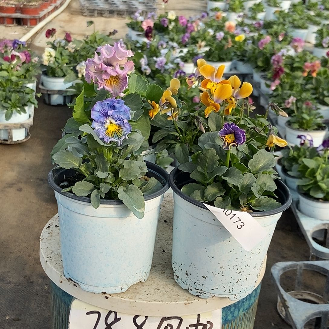 大部分花苞少量开放173