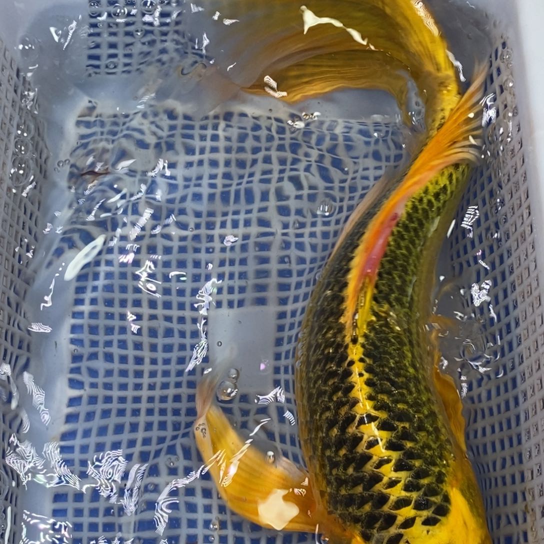 锦鲤冷水锦鲤包邮