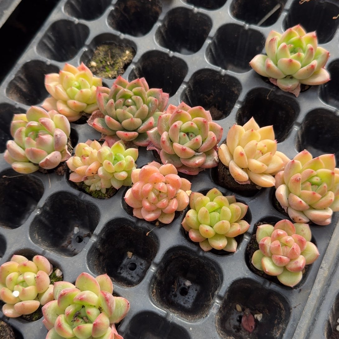 左四冰玉杂交万宝龙类十棵透的大点量拍19-11