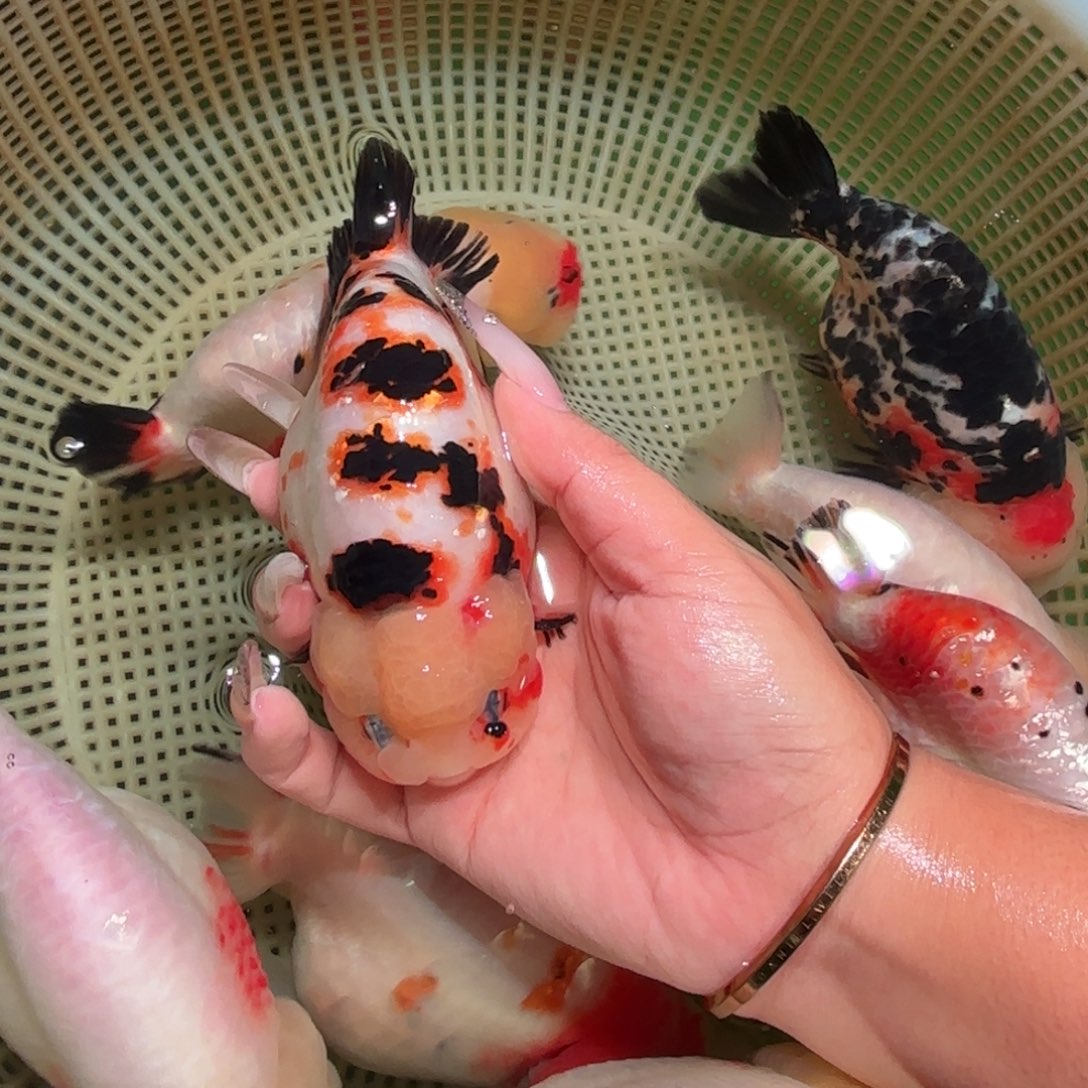 早***梨金鱼拍包装包邮，不拍包装运费到付