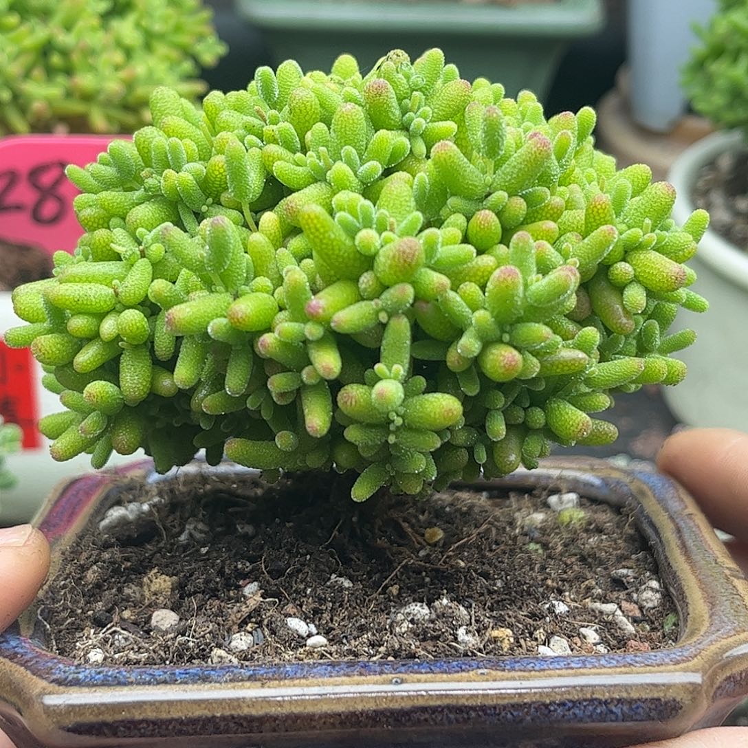 21蜜桔带盆优选枝干番杏