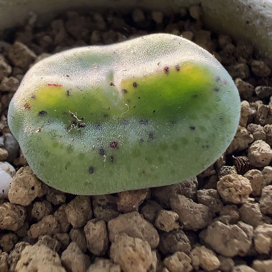 679绿豆糕1111111111111