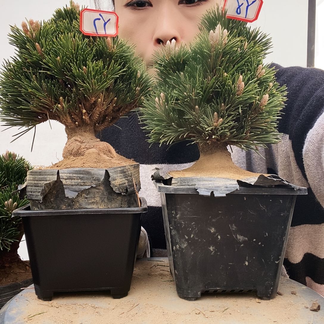 无花朵植物形态多年生草本