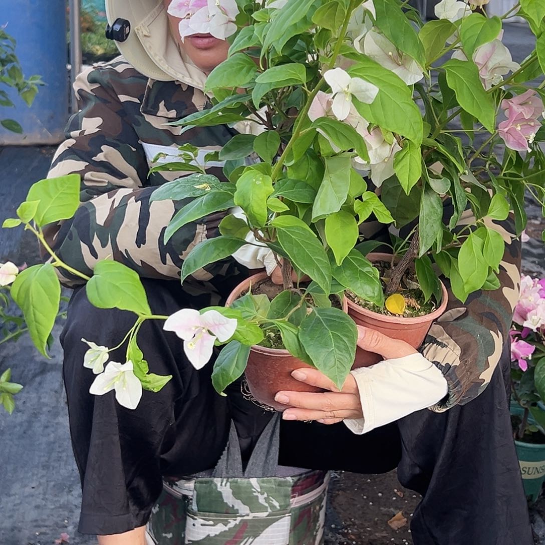 大部分开放少量花苞广红樱掌中宝一棵
