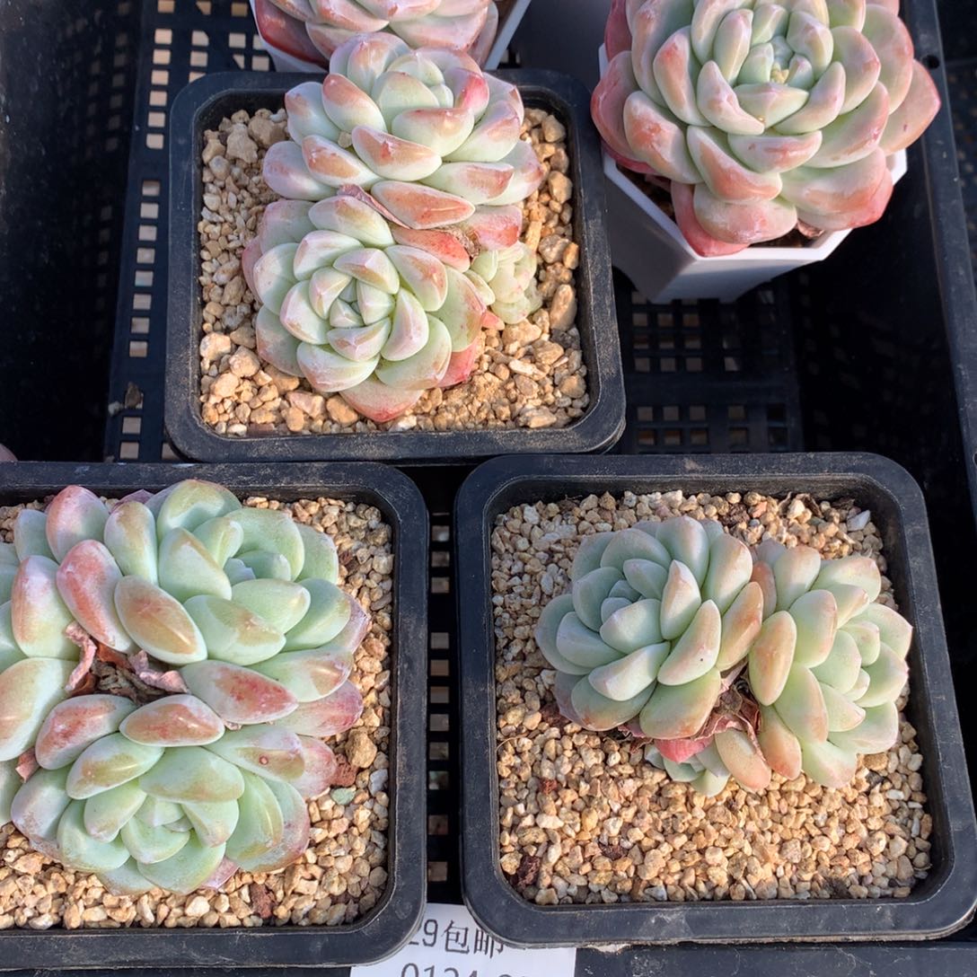 精控冰玉三颗 不包整 0124-29