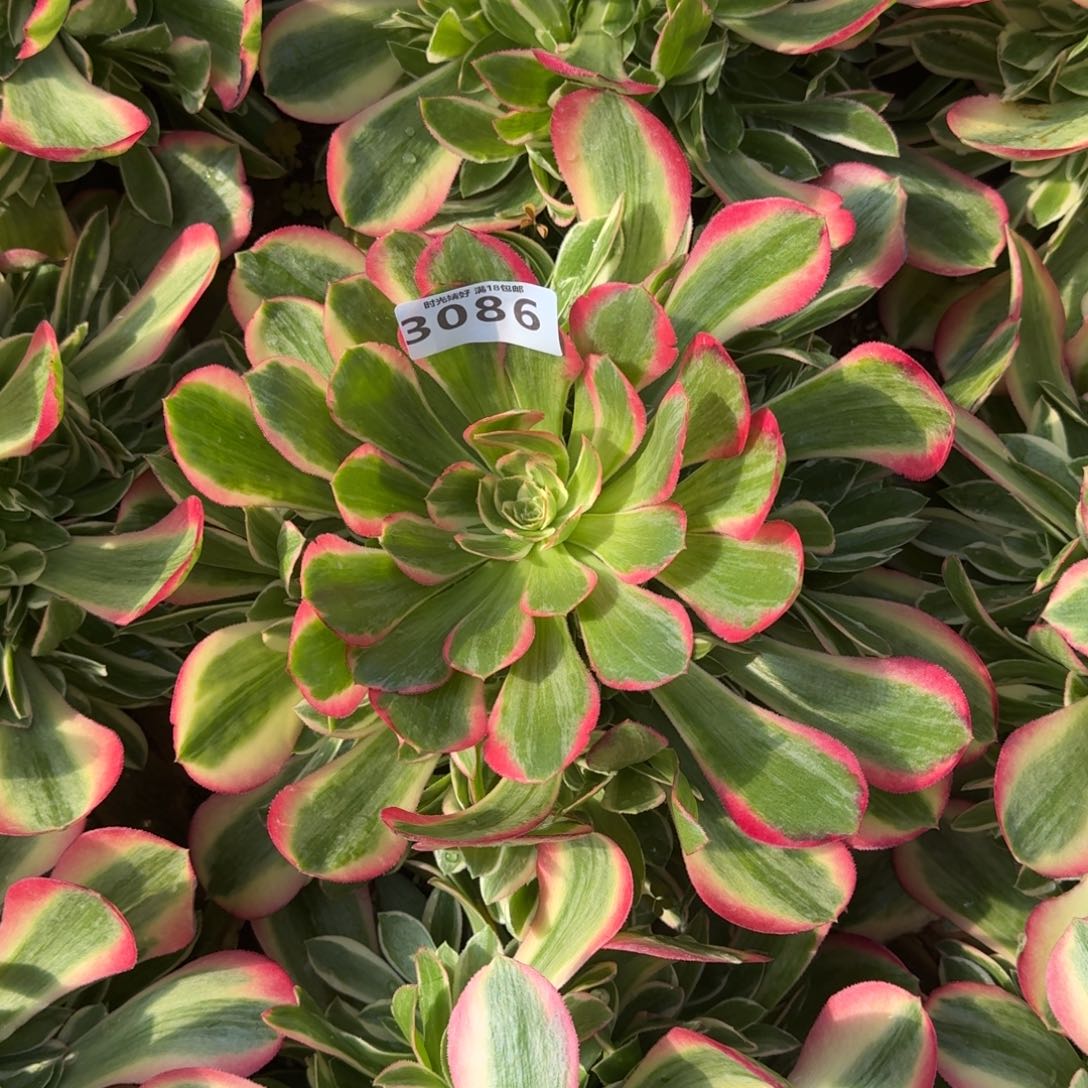 3086妖月多肉植物