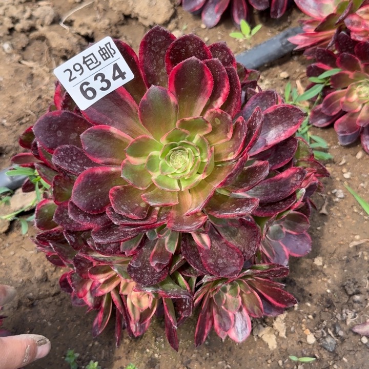 黑魔锦……多肉植物……