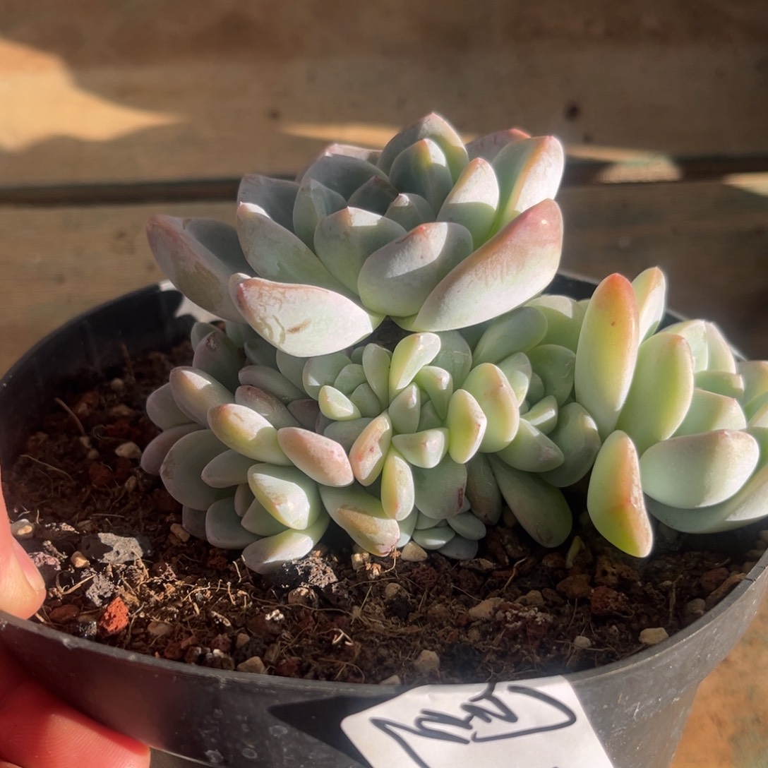 昱昱专拍冰玉群生寄养