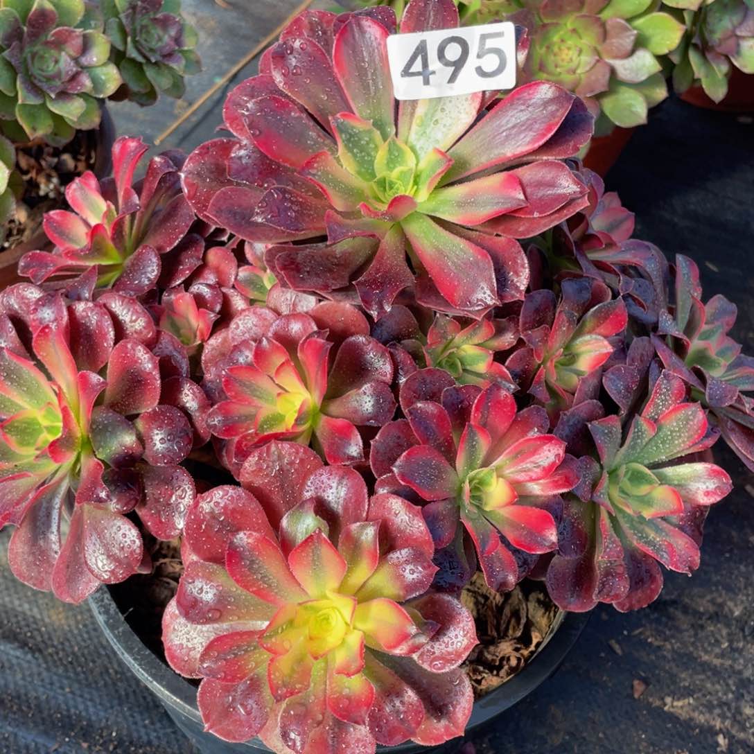 495美杜莎精品法师老桩