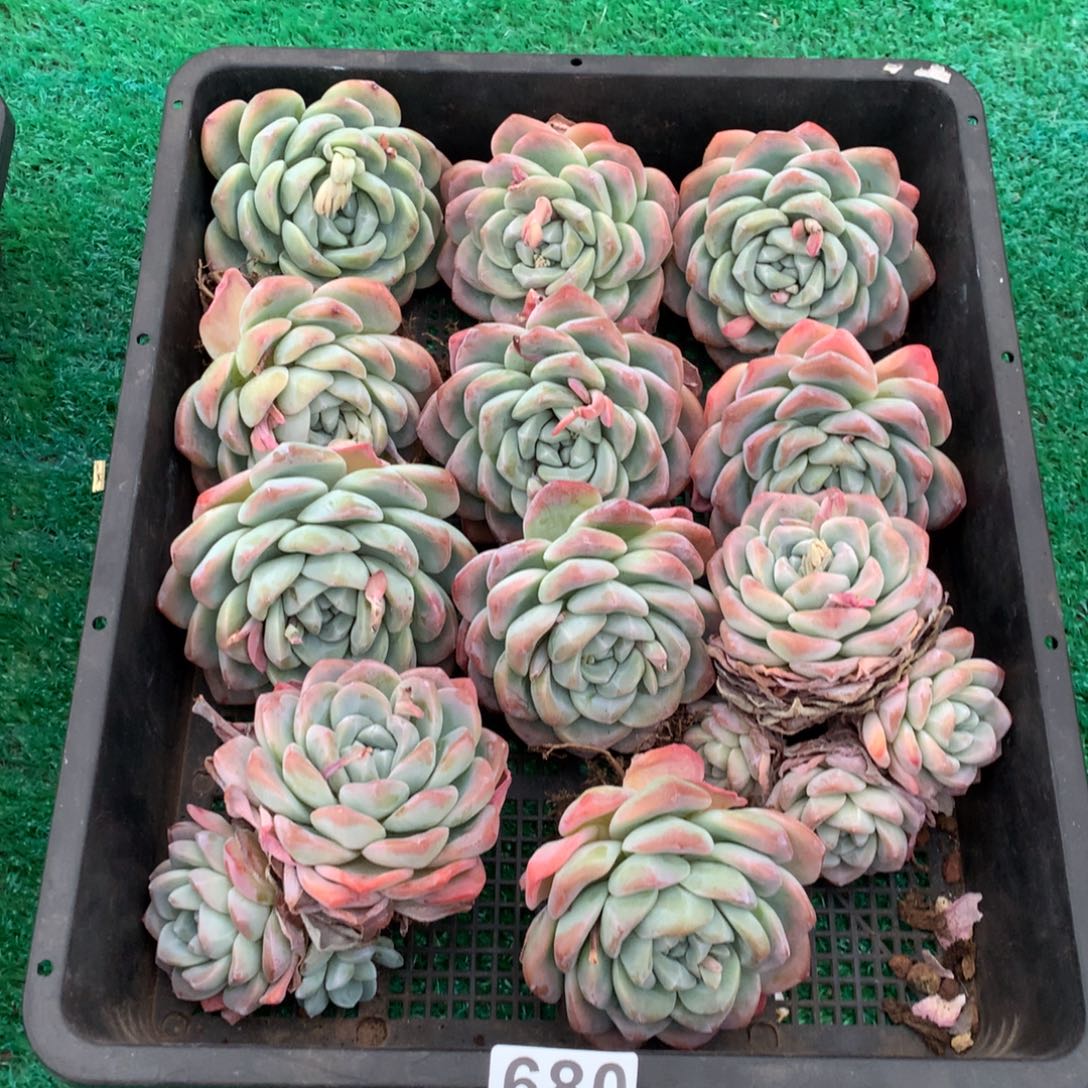 690冰玉多肉植物组合