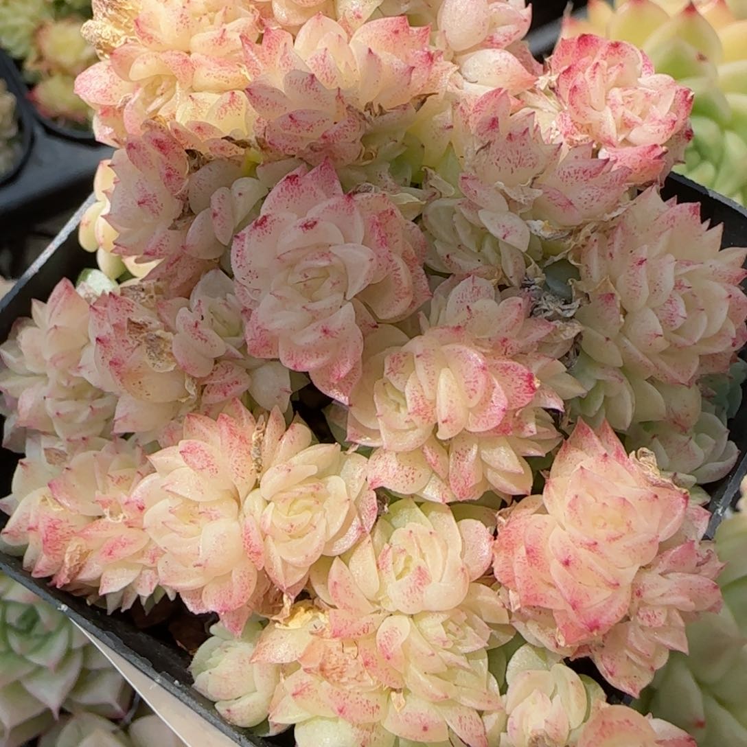 花语逸镜0311-168散