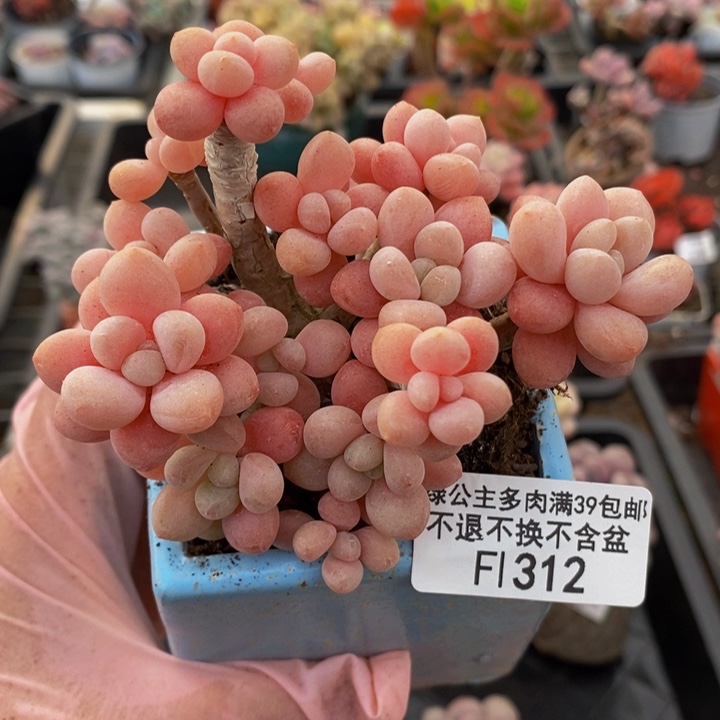 鱼子酱老桩9cm312多肉植物