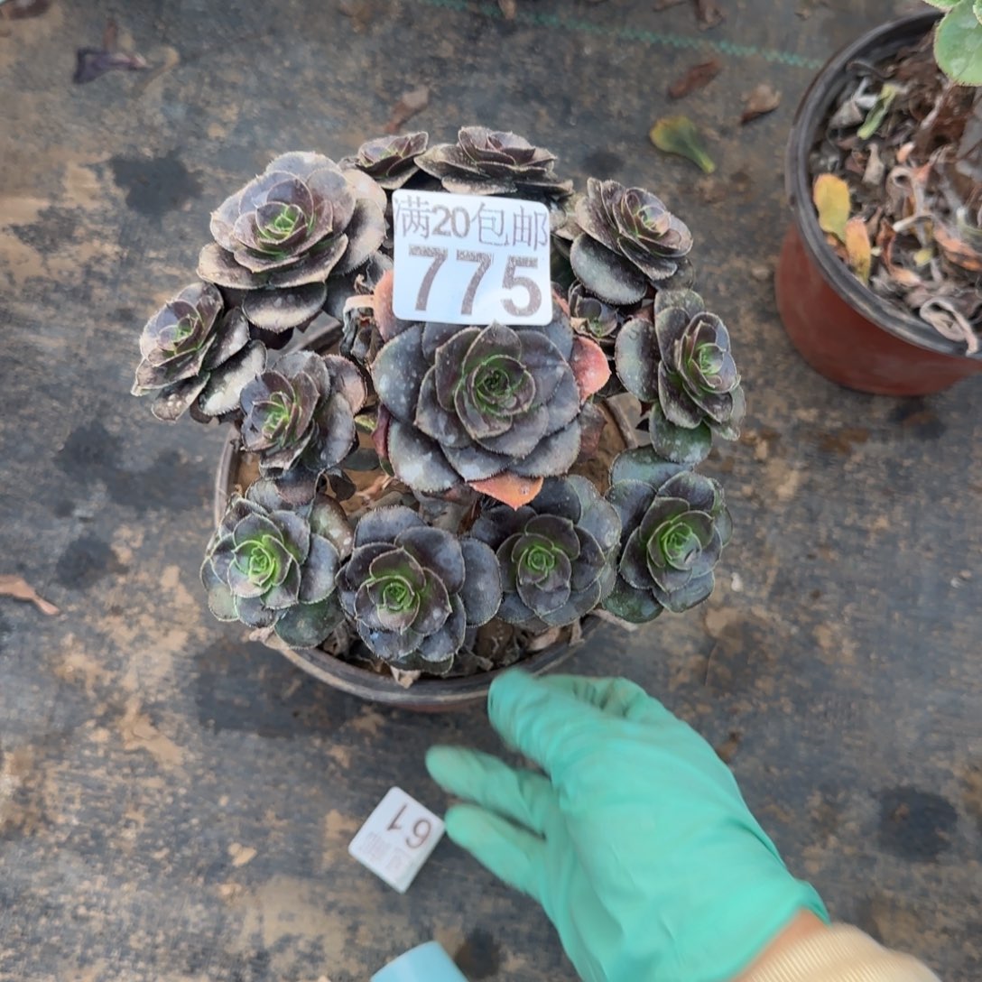 迷你巧克力775满20包邮断枝不包