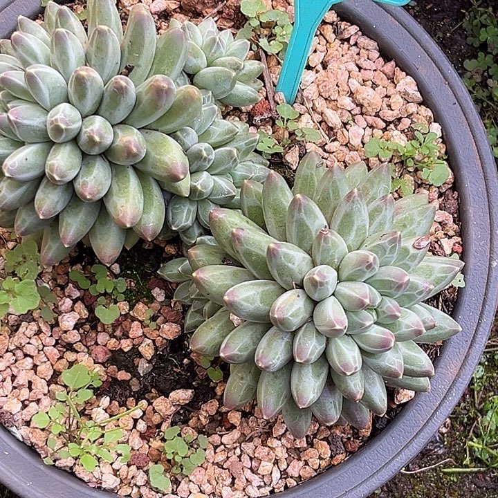 伊卡鲁斯多肉植物331