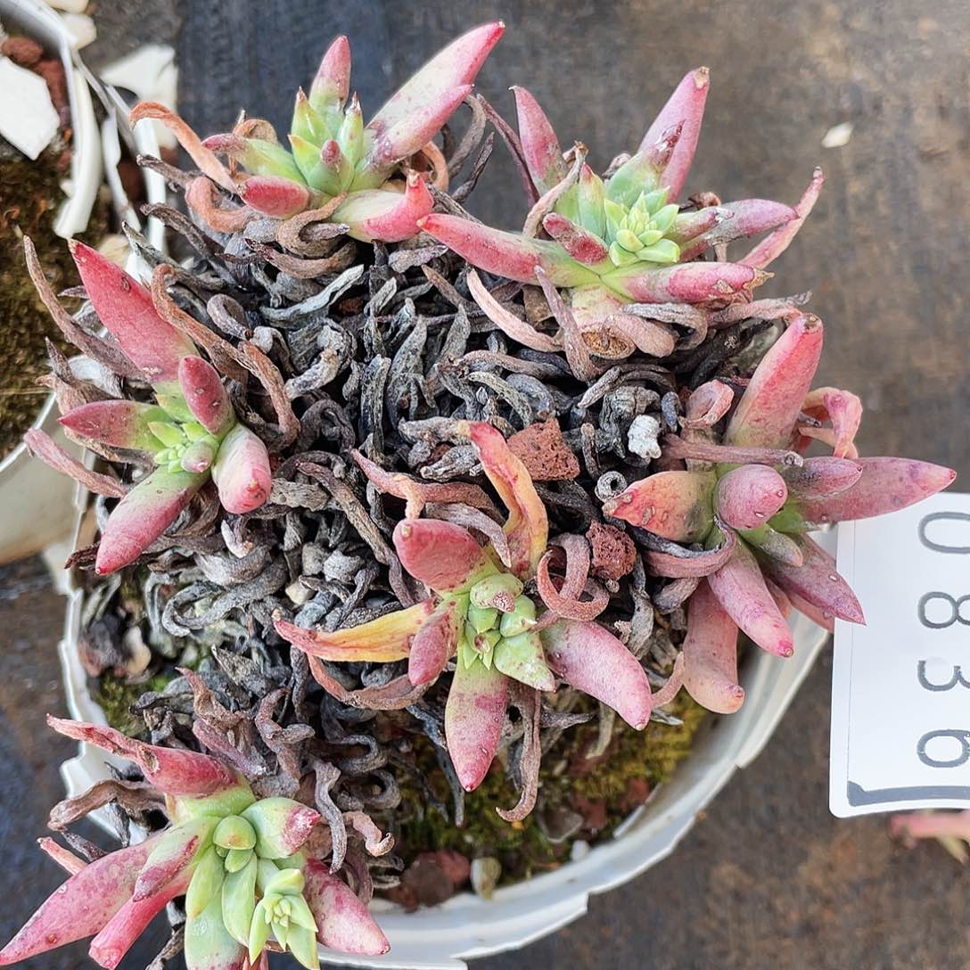 绿拇指杂交多头0836