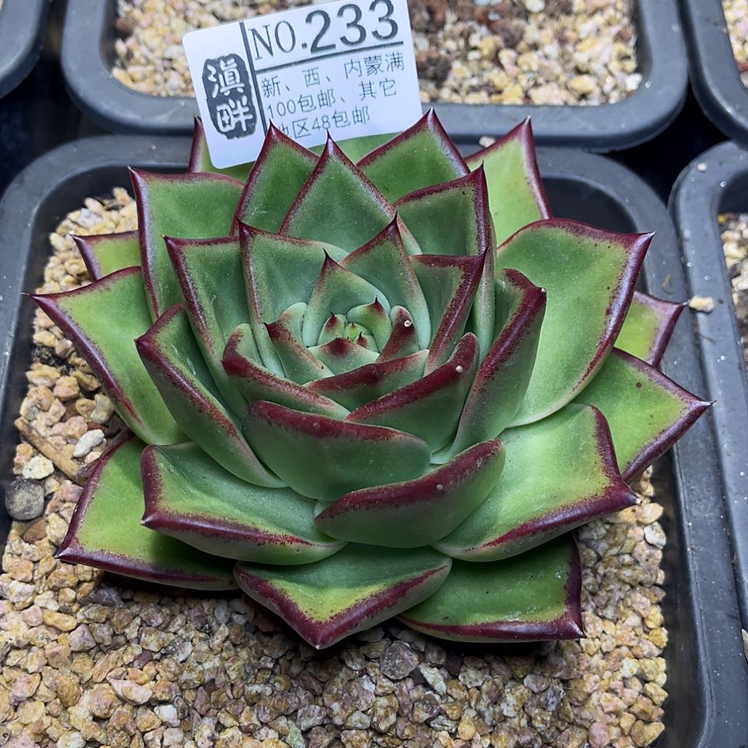 233………………………………原始种