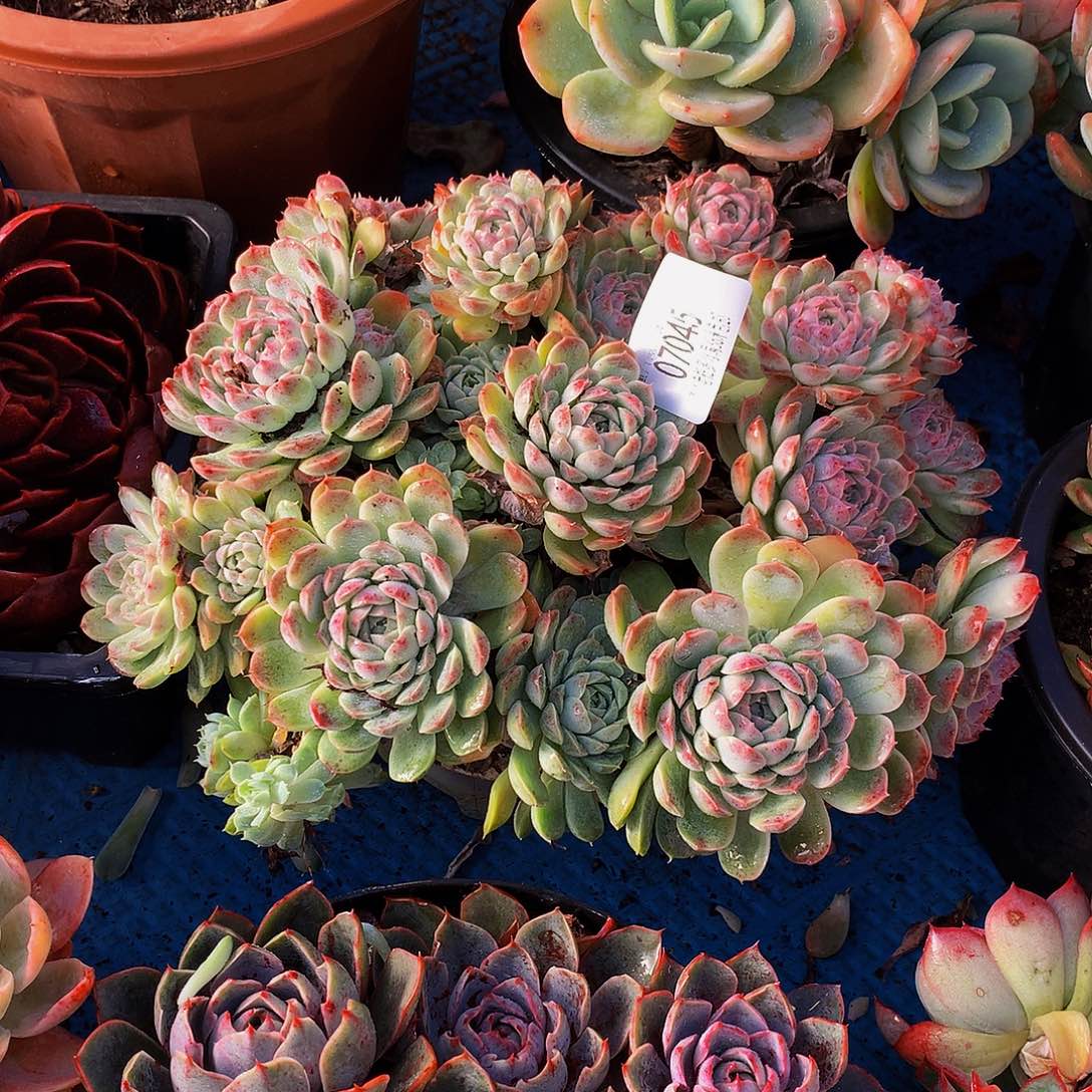 时***初     不知名多肉07045