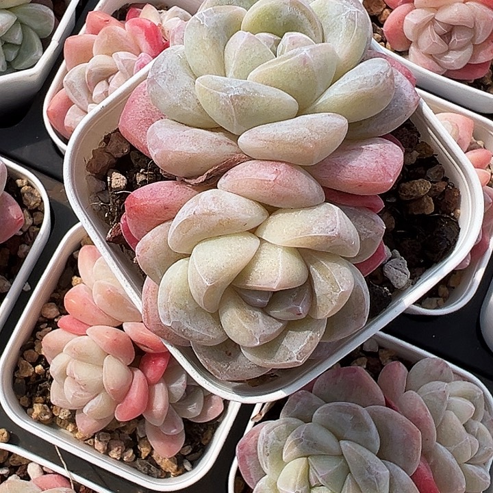 老桩冰玉双头大胖子冰玉，1421