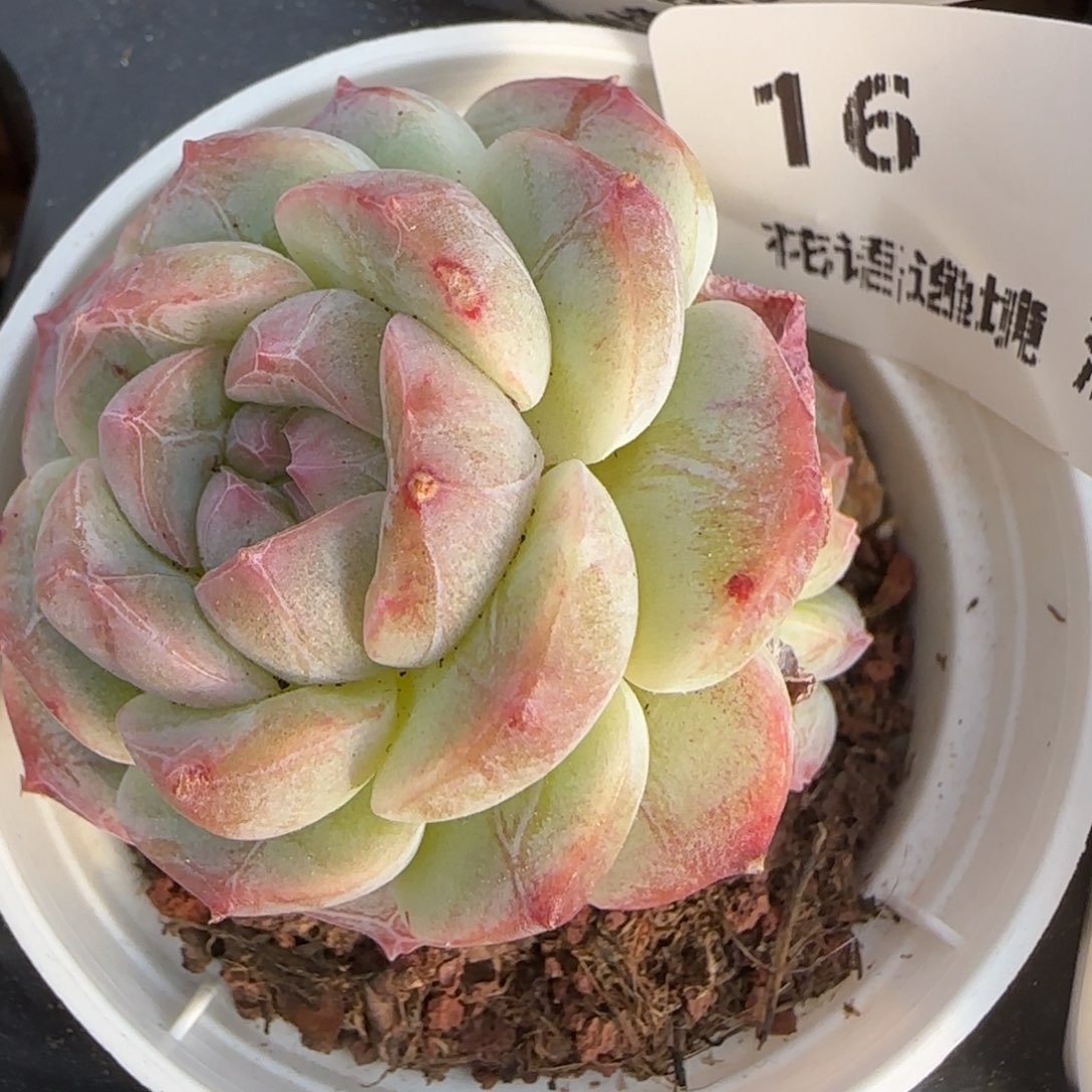 花语逸境0217-16