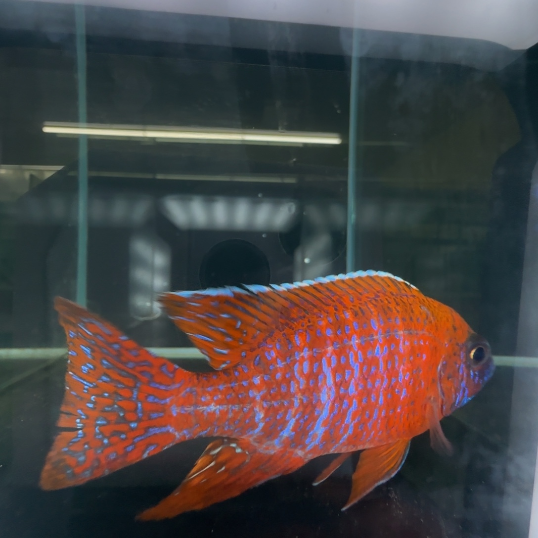 海水鱼超级红，蓝黎明.马里奥，黑月