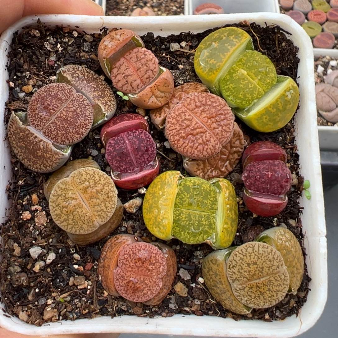 1.22好看的多肉172