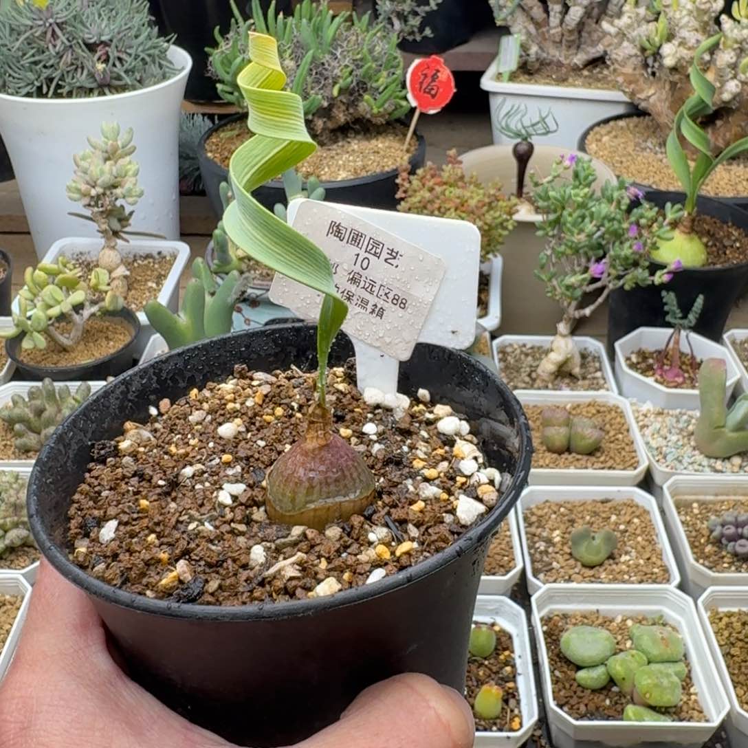 10号卷叶垂筒花多肉。