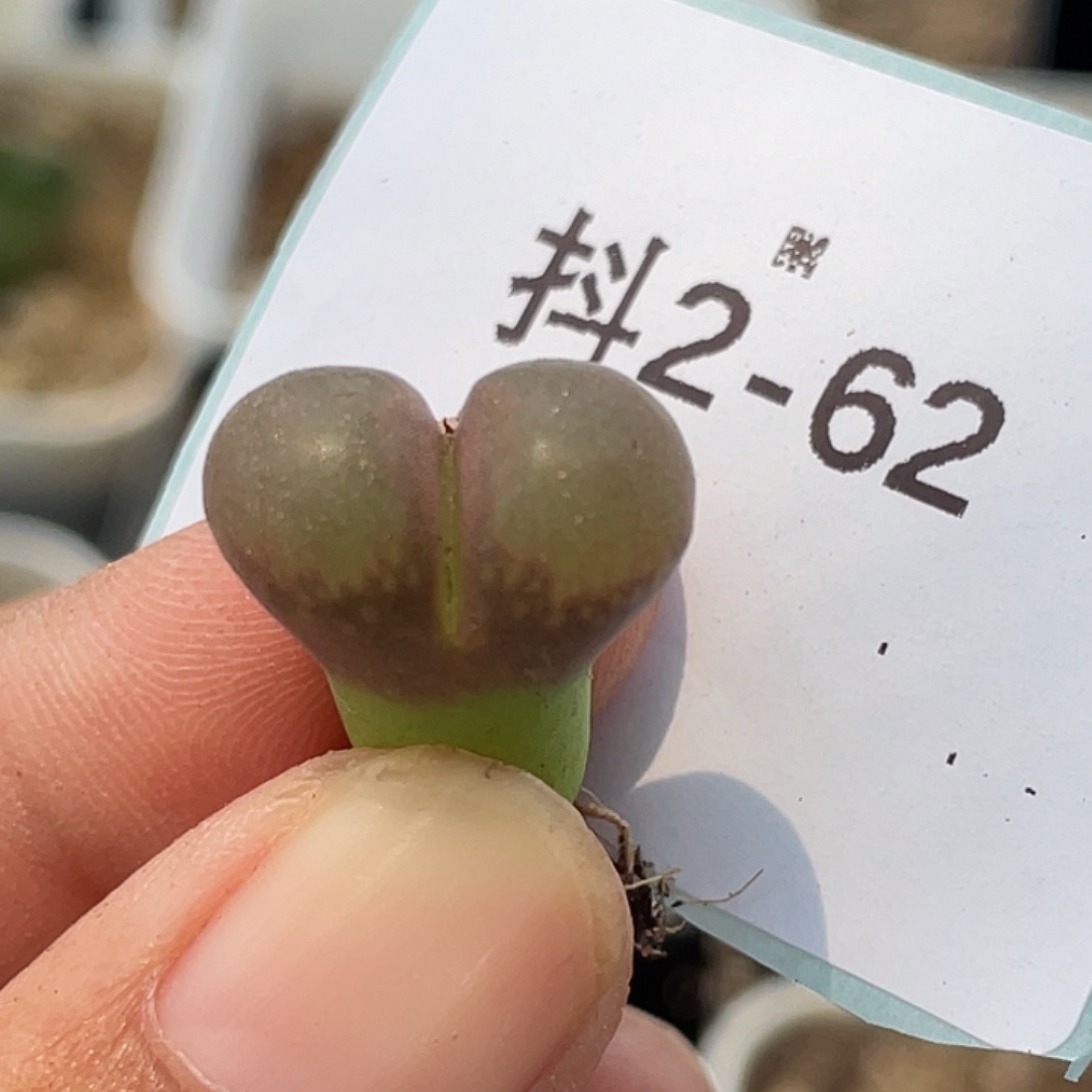 2-62小苗c10多肉植物