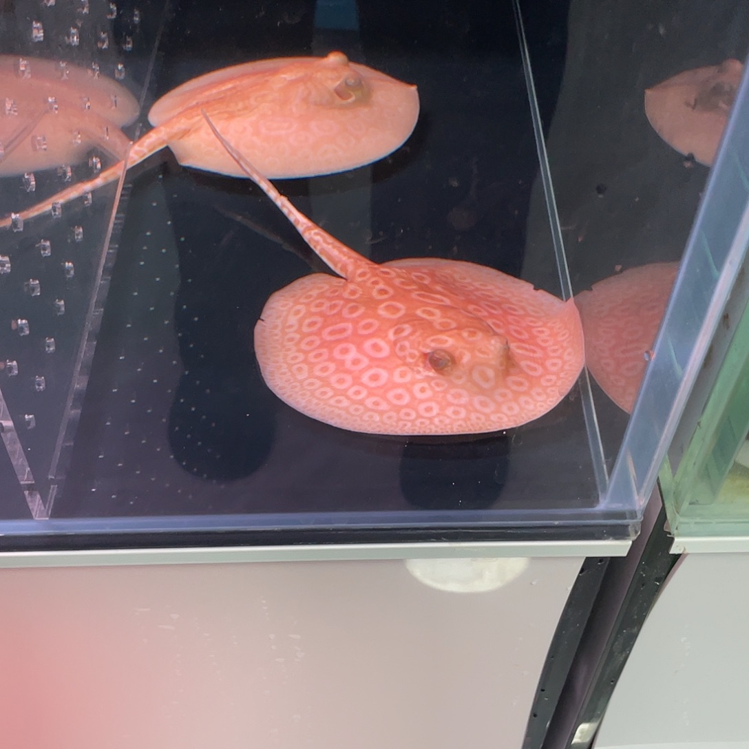 ****》海水鱼111111111111