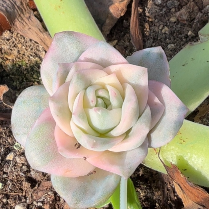 彩锦可爱玫瑰锦腹轮锦