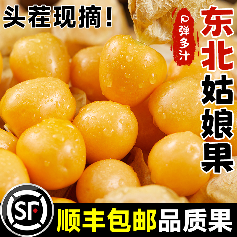 东北姑娘果特产水果新鲜当季整箱灯笼果黄菇娘洋姑娘果大果甜菇凉