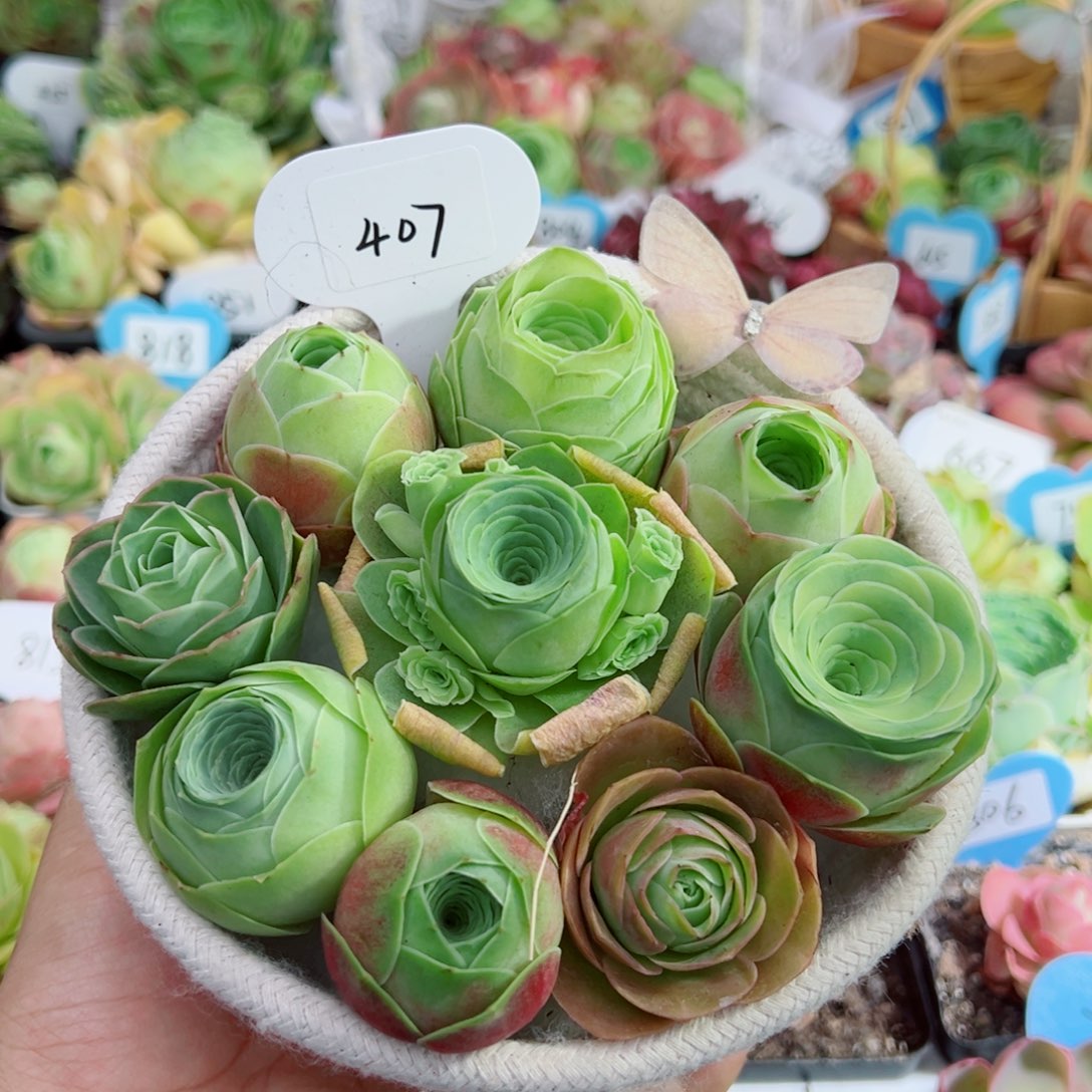 407白色针织框组合。            