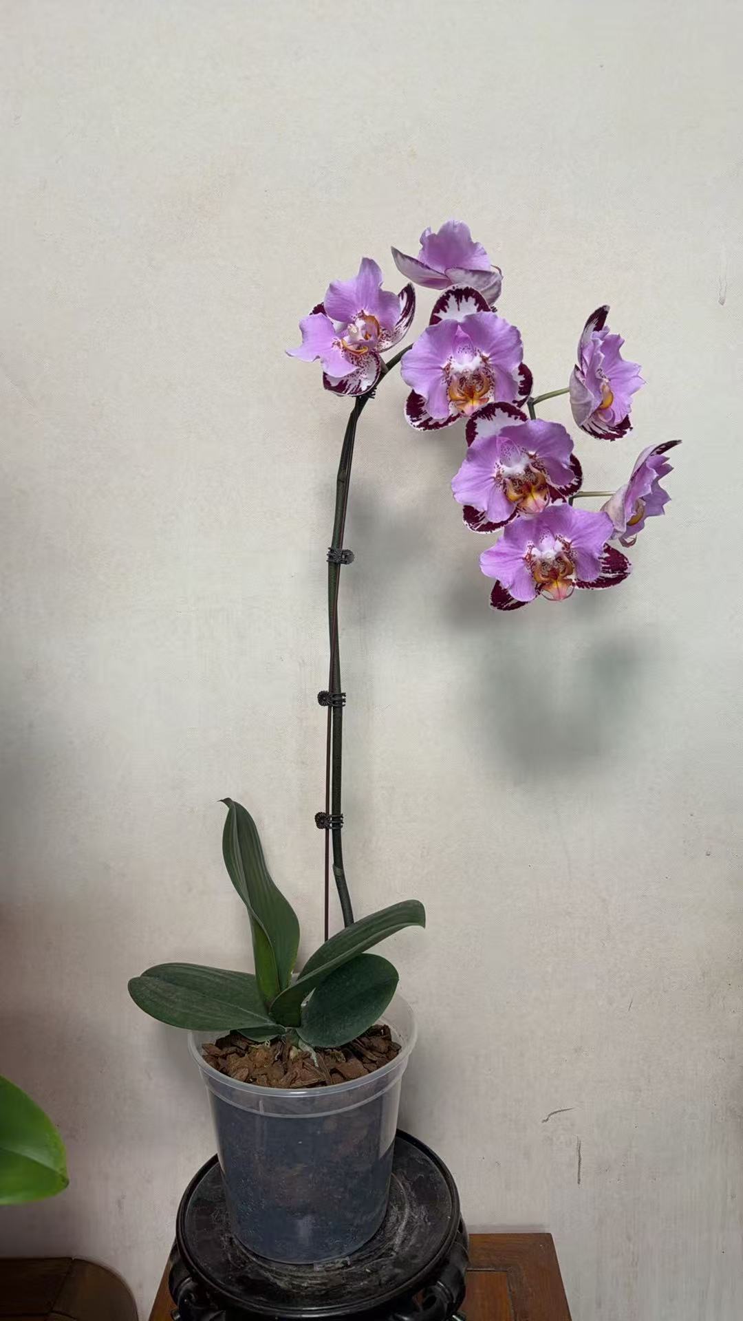 黑钢琴单颗控根盆