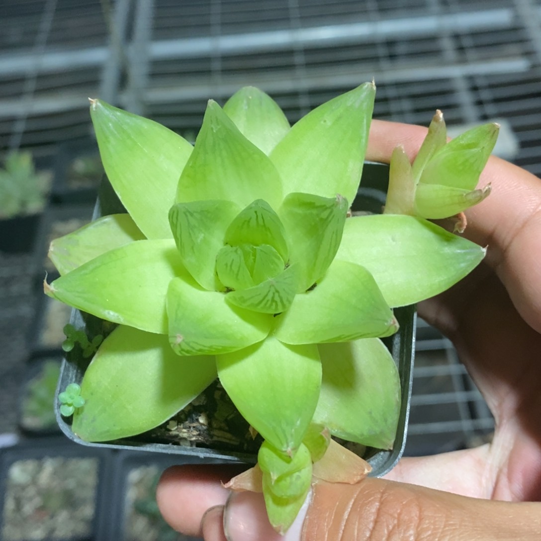 黄金玉露一颗 随机发货 福利