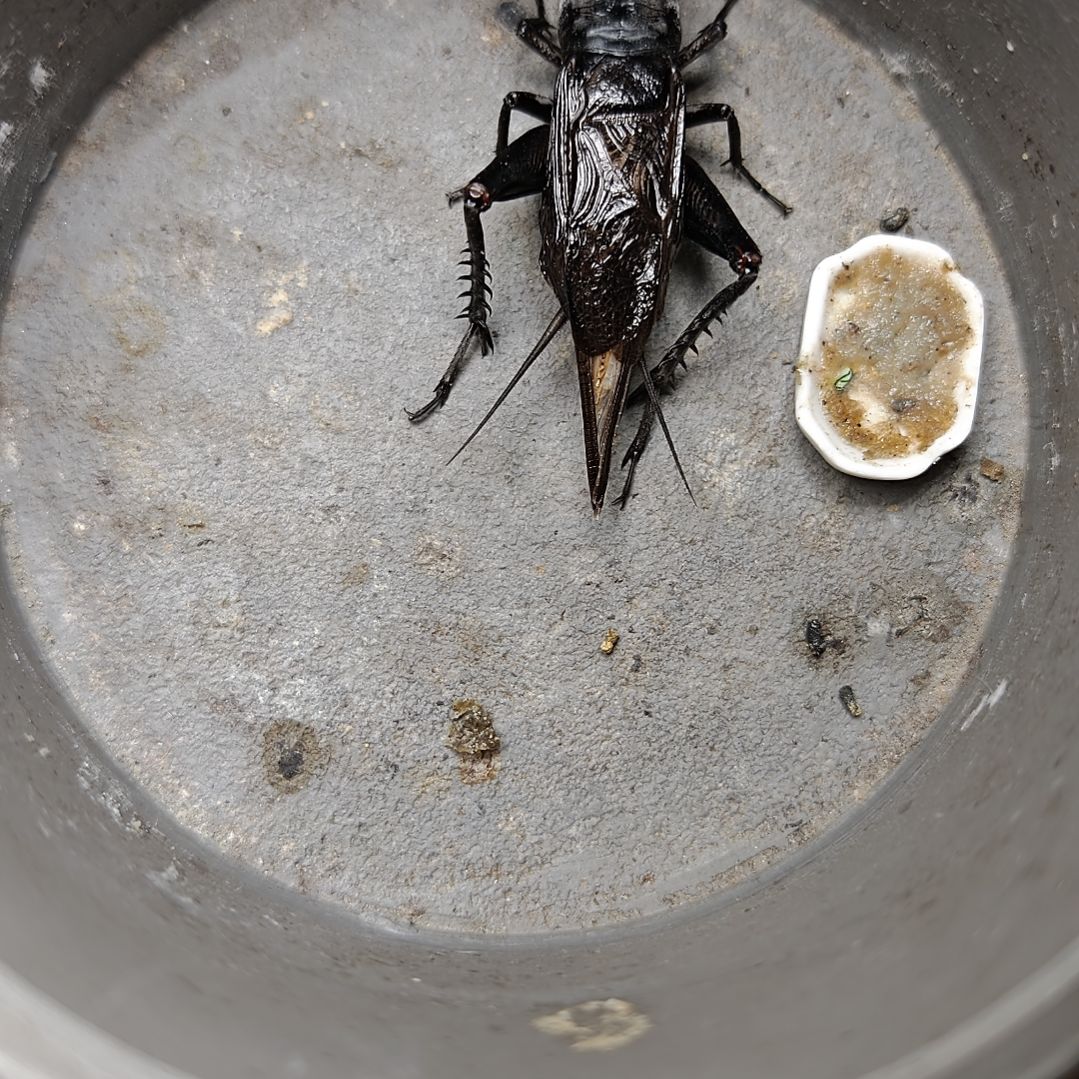 蟋蟀歪门邪调 小豹110