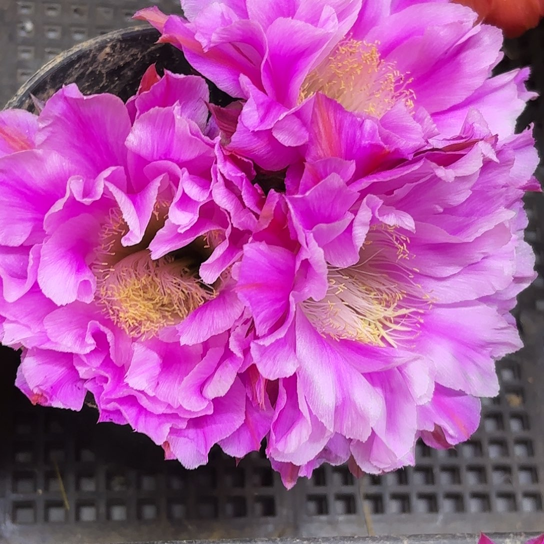 烟花彩侧牙20包邮仙人球