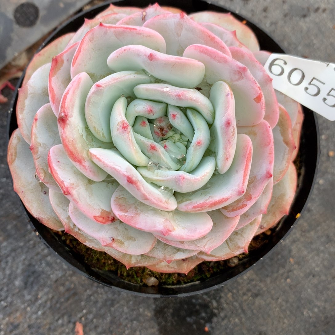 6055杂交精品基地11厘米