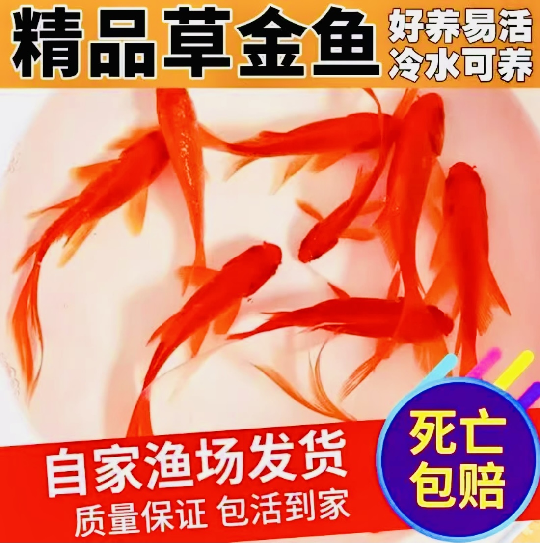 20条草金鱼5-7cm海棠红闯缸活鱼冷水鱼红鱼淡水鱼好养耐活观赏鱼