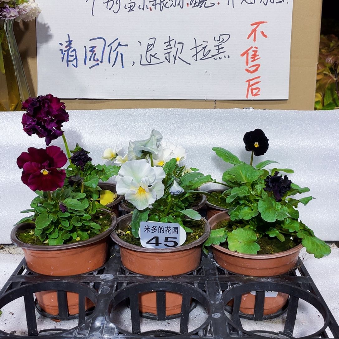 大部分花苞少量开放45