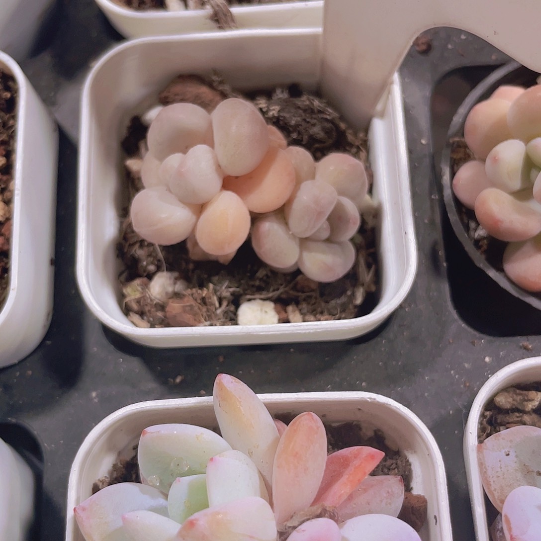 泡泡糖e021一物一拍