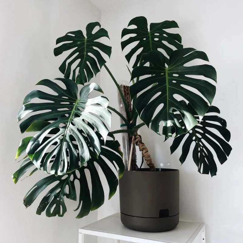 大型老桩龟背竹盆栽室内客厅前台绿植室内设计风绿色四季常青植物