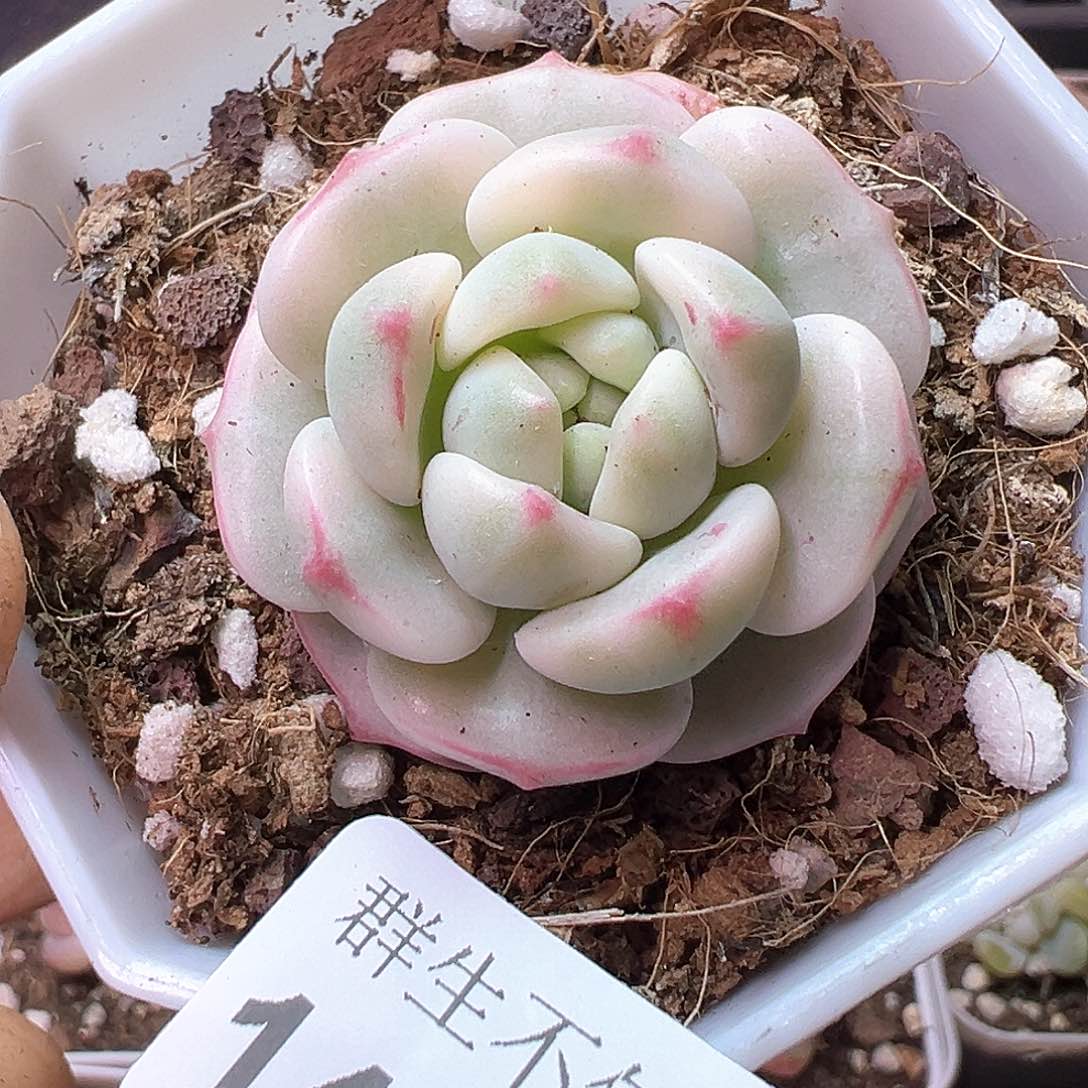 小卡拉米糖心一物一拍14-259