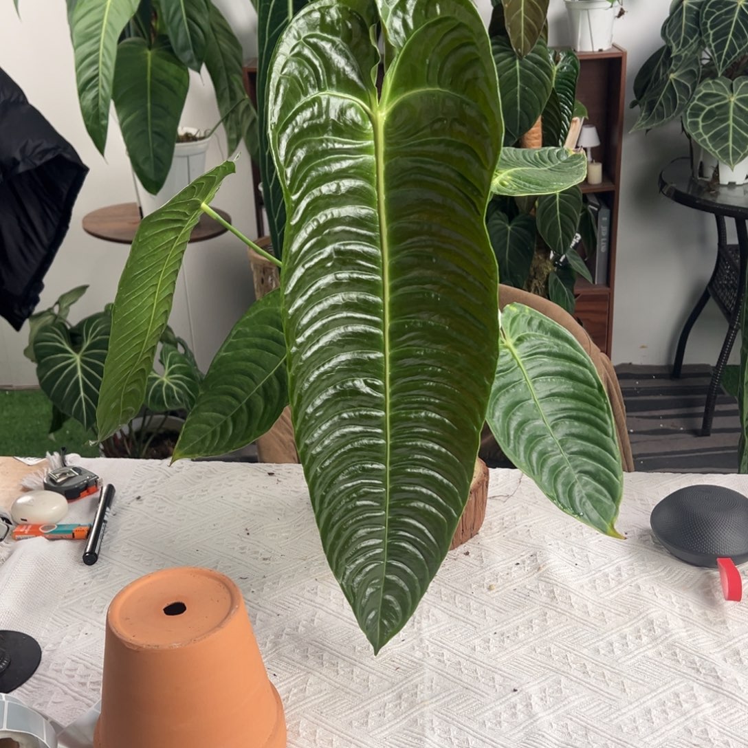 完全开放极密火鹤王叶长55厘米